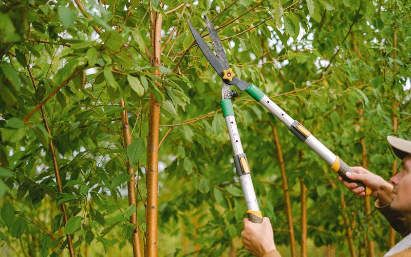 Tree trimming in Brownfield, PA