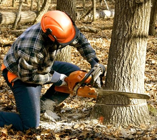 Tree Removal in Brownfield, PA